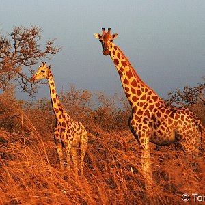 Africká mozaika Tomáše Kubeše
