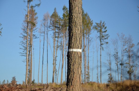 Jak pochopit Šumavu