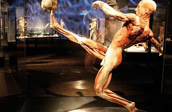 Body Worlds - Cyklus života