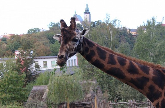 Exkurze tercie do zoologické zahrady v Jihlavě